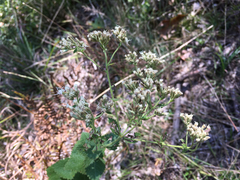 Eupatorium pubescens