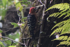 Dendrocopos hyperythrus