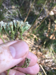 Eupatorium pubescens