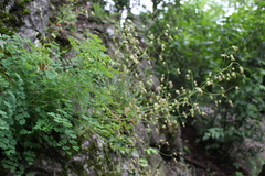 Thalictrum foetidum