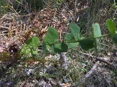 Eupatorium pubescens