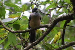 Garrulus lanceolatus