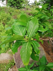 Morinda
