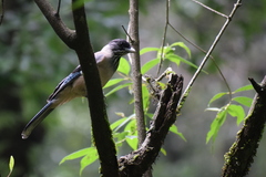 Garrulus lanceolatus