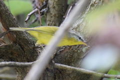 Phylloscopus xanthoschistos
