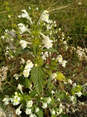 Galeopsis segetum