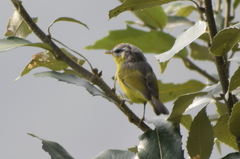Phylloscopus xanthoschistos