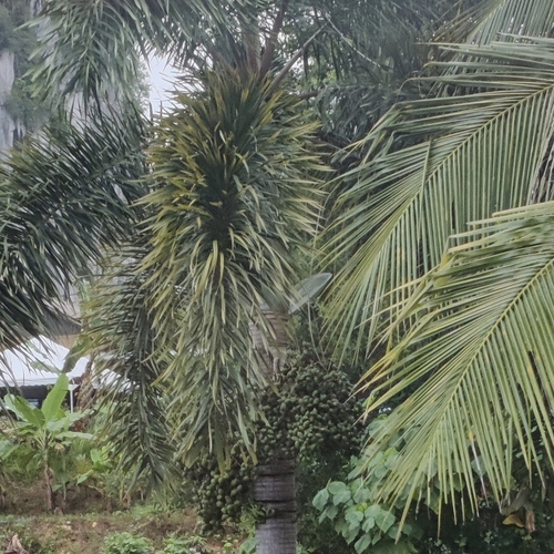 Wodyetia bifurcata