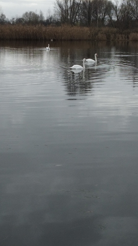 Mute Swan