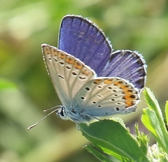 Plebejus argyrognomon