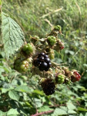 Rubus