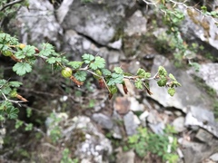 Ribes formosanum