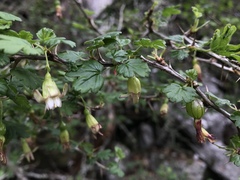 Ribes formosanum