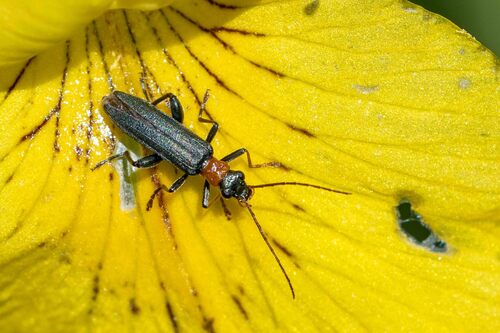 Oedemera croceicollis, Vuren, Nederland, photo 5 of 10