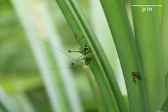 Conocephalus melaenus