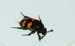 Nicrophorus interruptus