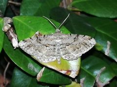Peribatodes rhomboidaria