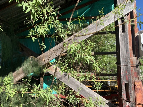Searsia pendulina