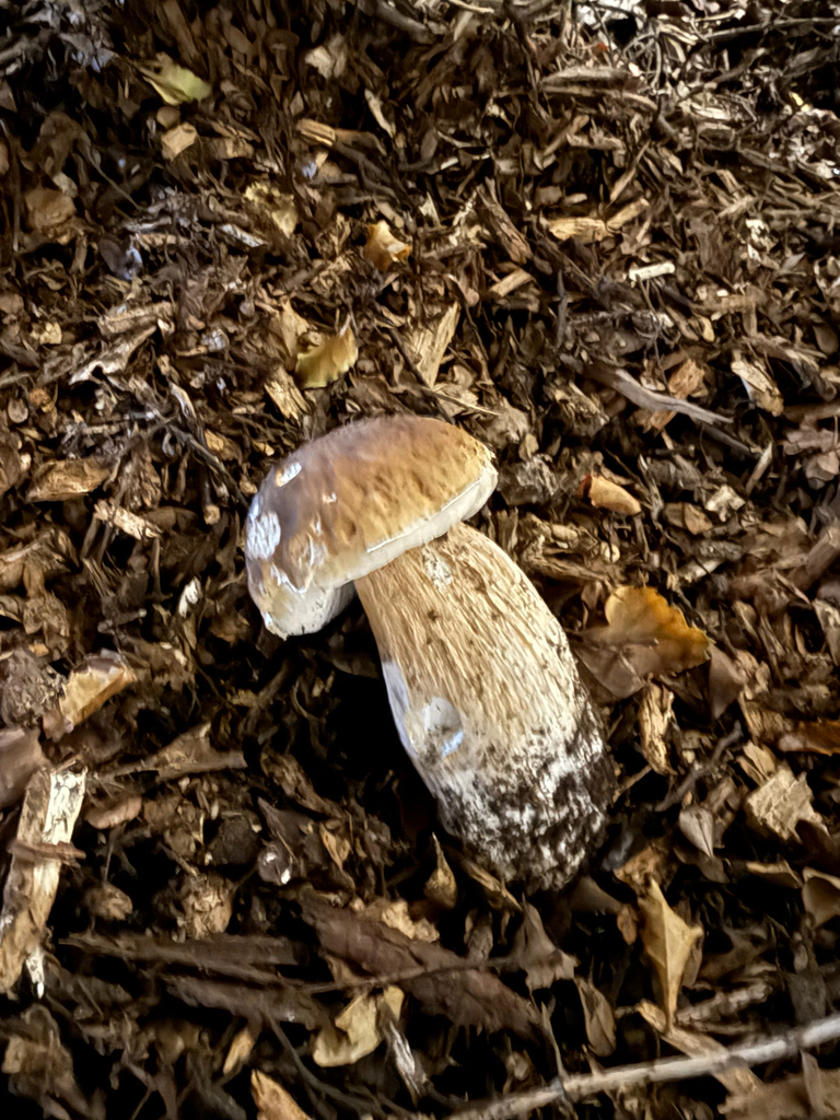 Boletus edulis · May 2025 · photo: © samantha_sunrise (iNaturalist, cc-by)