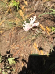 Behenantha