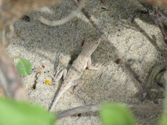 Holbrookia propinqua
