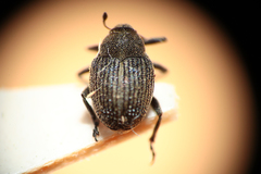 Ceutorhynchus coarctatus