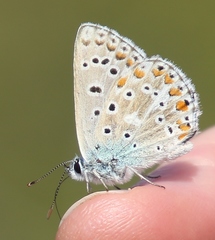 Polyommatus bellargus