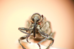 Ceutorhynchus coarctatus