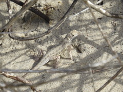 Holbrookia propinqua