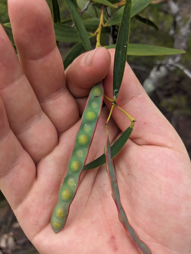 Acacia homaloclada, 2025-05-21