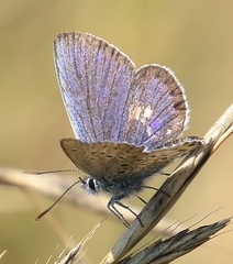 Plebejus argus