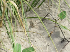 Holbrookia propinqua