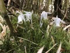Monotropastrum humile glaberrimum
