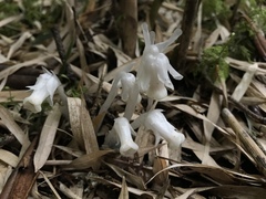 Monotropastrum humile glaberrimum