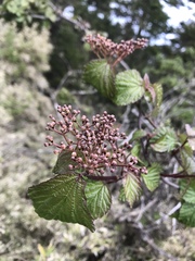 Viburnum betulifolium