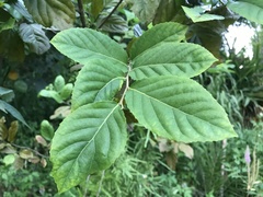 Homalium cochinchinense