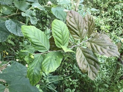 Homalium cochinchinense