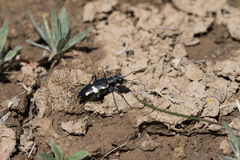 Cicindela granulata