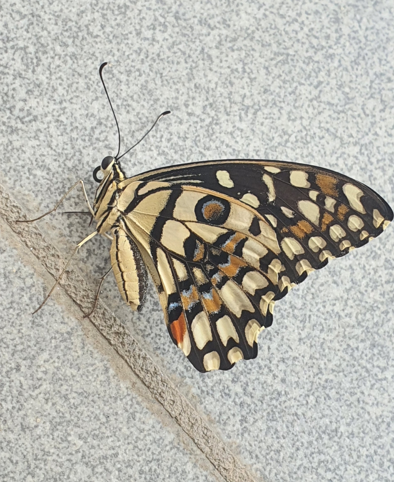 Lime Swallowtail