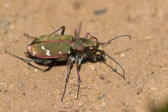 Cicindela turkestanica