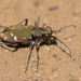 Cicindela turkestanica - Photo (c) Ralph Martin, some rights reserved (CC BY-NC-ND), uploaded by Ralph Martin