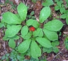 American Ginseng - Photo (c) Lori A Owenby, some rights reserved (CC BY-NC), uploaded by Lori A Owenby