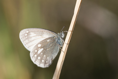 Coenonympha sunbecca