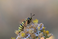 Sesia przewalskii
