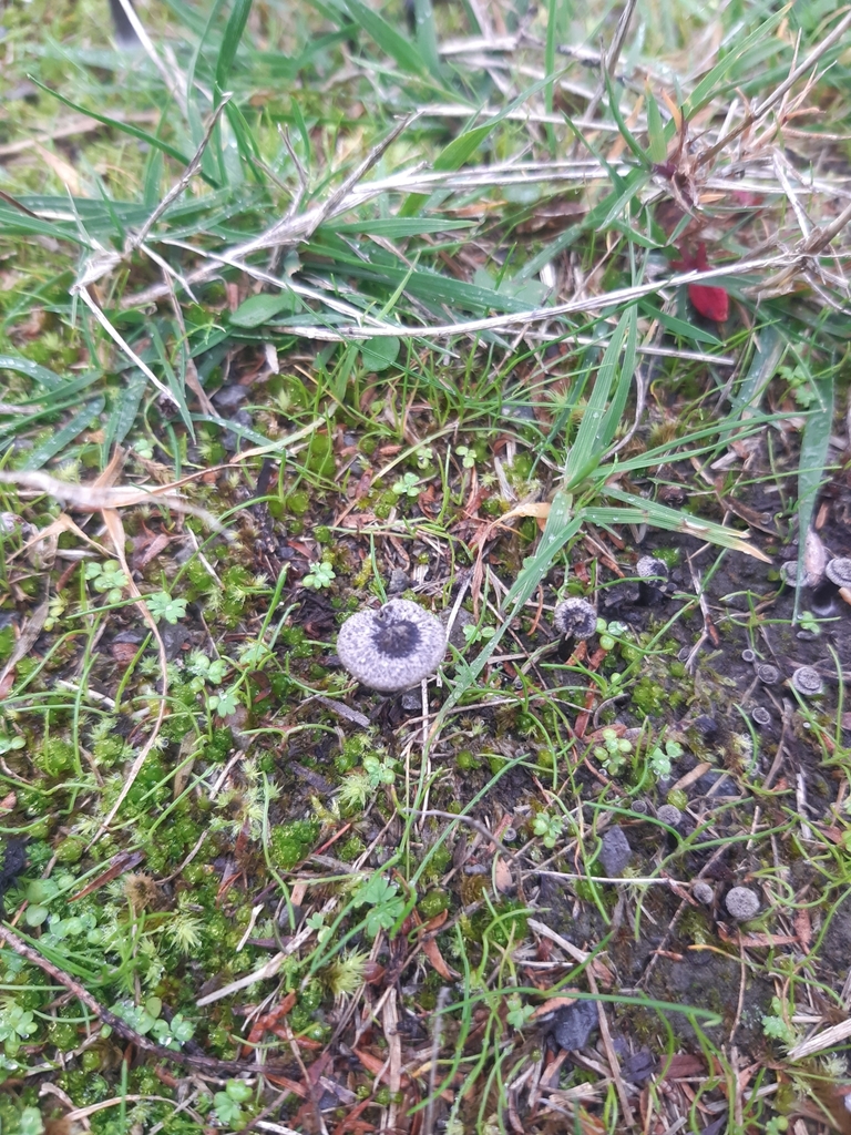 Entoloma crinitum