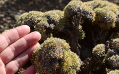 Aptosimum spinescens