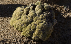 Aptosimum spinescens