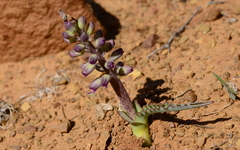 Lachenalia violacea
