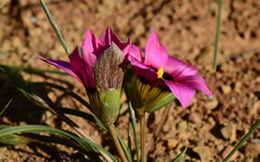 Romulea subfistulosa