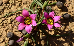 Romulea subfistulosa